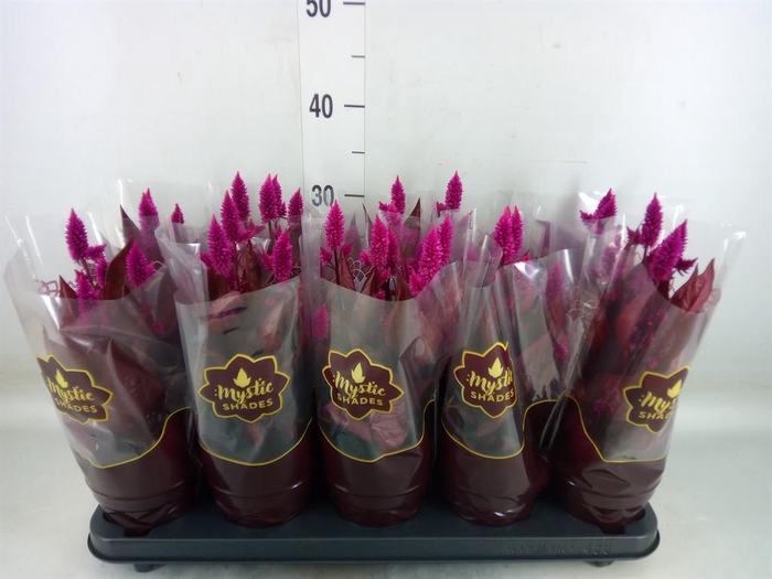<h4>Celosia spic. 'Mystic Shades'</h4>
