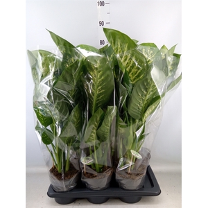 Dieffenbachia seg. 'Reeva'