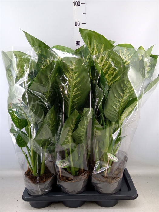 <h4>Dieffenbachia seg. 'Reeva'</h4>