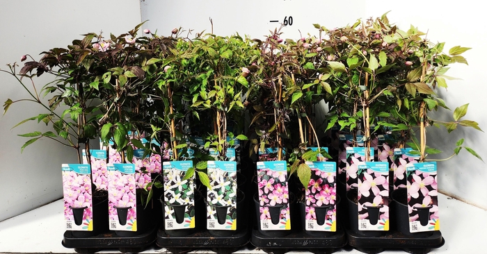 <h4>CLEM MONTANA</h4>