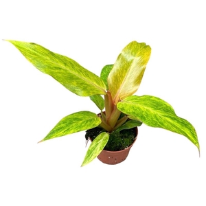 Philodendron Orange Marmelade