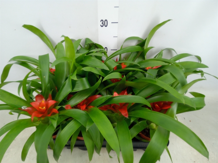 <h4>Guzmania  'Tempo'</h4>