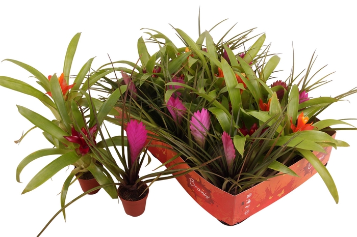 <h4>BROMELIA GEM</h4>