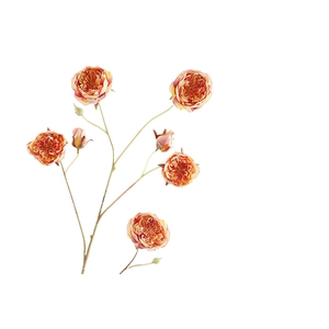 Rosa Spray Orange Yellow