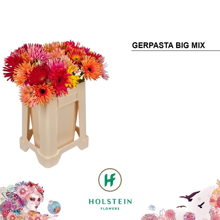 <h4>GE KV GERPASTA GEM</h4>
