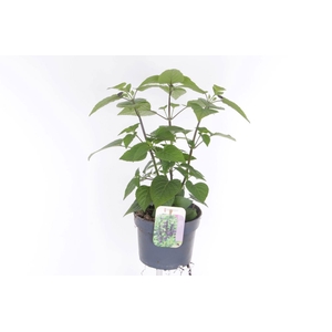 Salvia hybr. amistad
