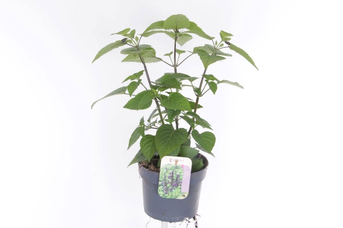 <h4>Salvia hybr. amistad</h4>