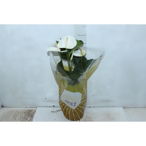 ANTHURIUM SUMI P17