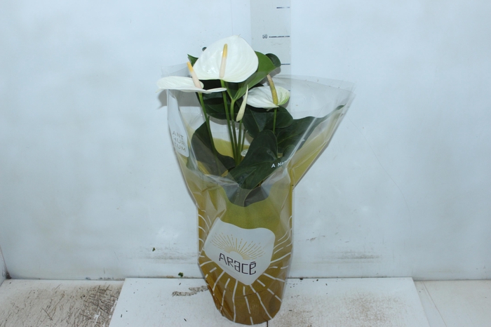 <h4>ANTHURIUM SUMI P17</h4>