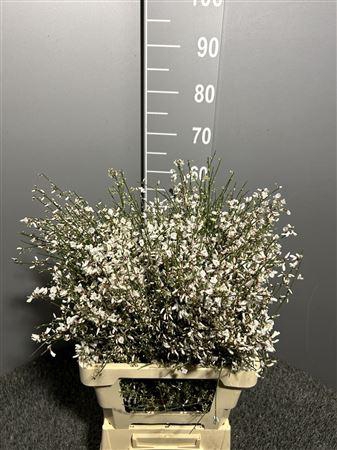 <h4>Genista White 200gr</h4>