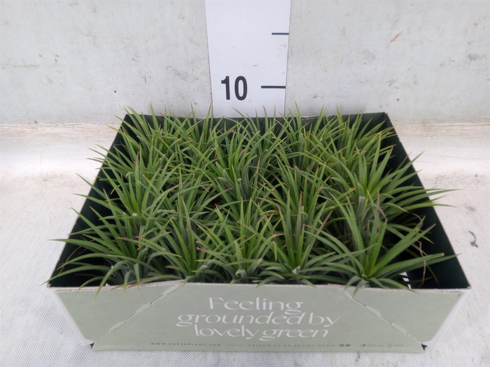<h4>Tillandsia</h4>
