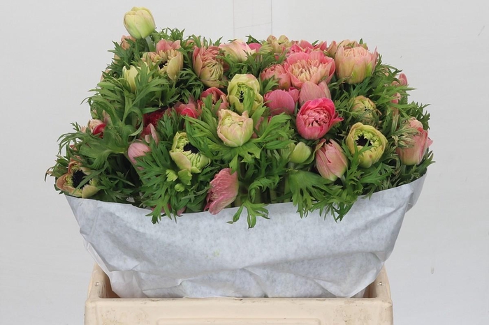 <h4>Anemone Levante Pink</h4>