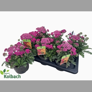 ACHI MILLEFOLIUM