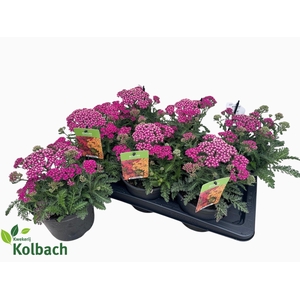 ACHI MILLEFOLIUM
