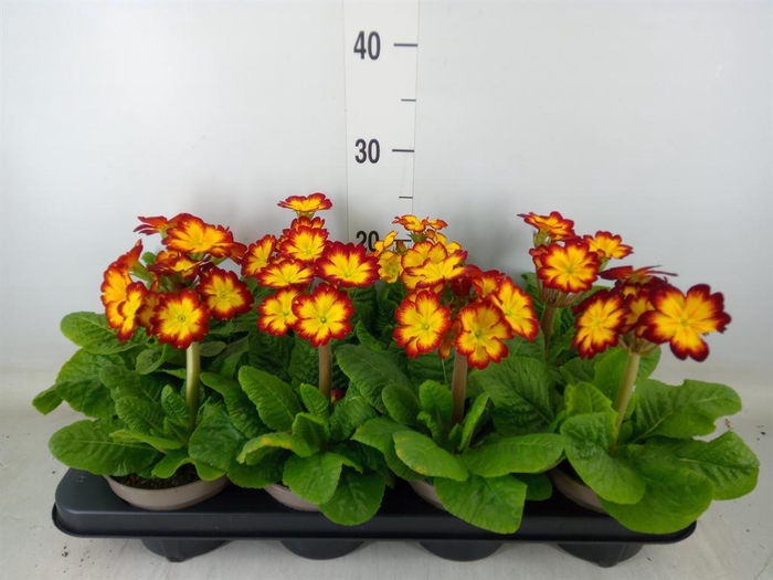 <h4>Primula elat.</h4>