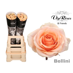 R GR BELLINI!