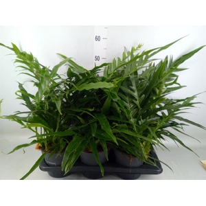 Aglaomorpha coronans   ...juveniel