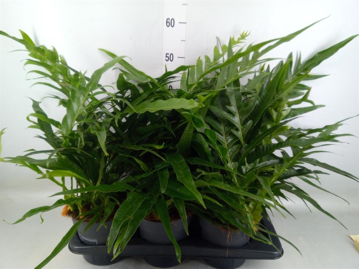 <h4>Aglaomorpha coronans   ...juveniel</h4>