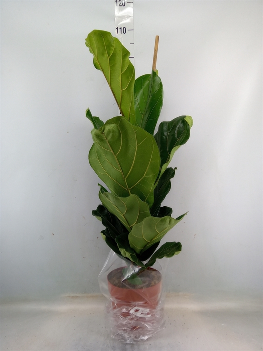 <h4>Ficus lyrata</h4>