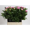 Paeonia Monsieur Jules Elie