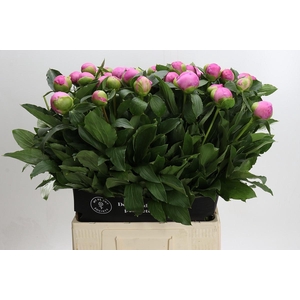 Paeonia Monsieur Jules Elie