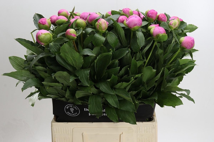 <h4>Paeonia Monsieur Jules Elie</h4>