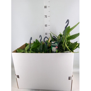 Philodendron  'Cobra'