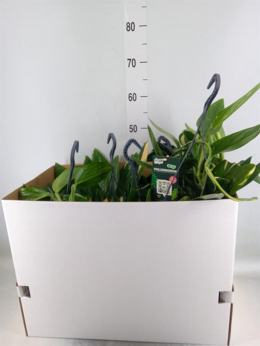 <h4>Philodendron 'Cobra'</h4>