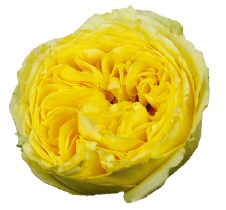 <h4>R Gr Deluxe Collection Catalina Yellow 40cm CO</h4>