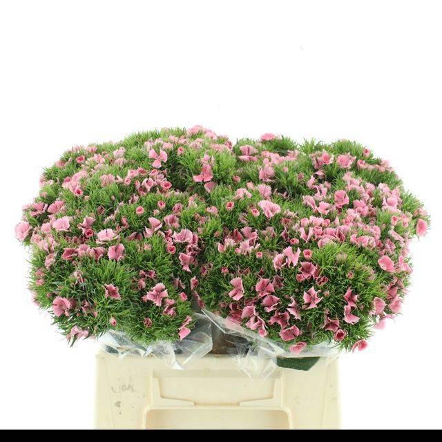 <h4>DI BARB EARL BRE</h4>