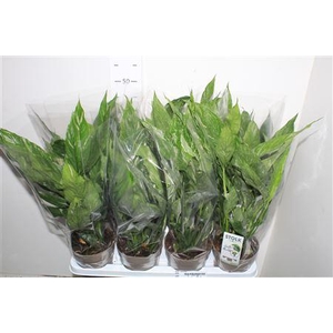 Spath Diamond Bontbladig