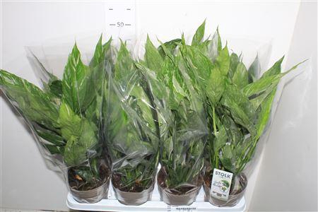 <h4>Spath Diamond Bontbladig</h4>