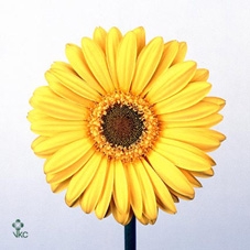 Kolibri Home Fruits de Mer pot mix