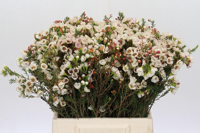 <h4>Chamelaucium Moonlight Delight</h4>