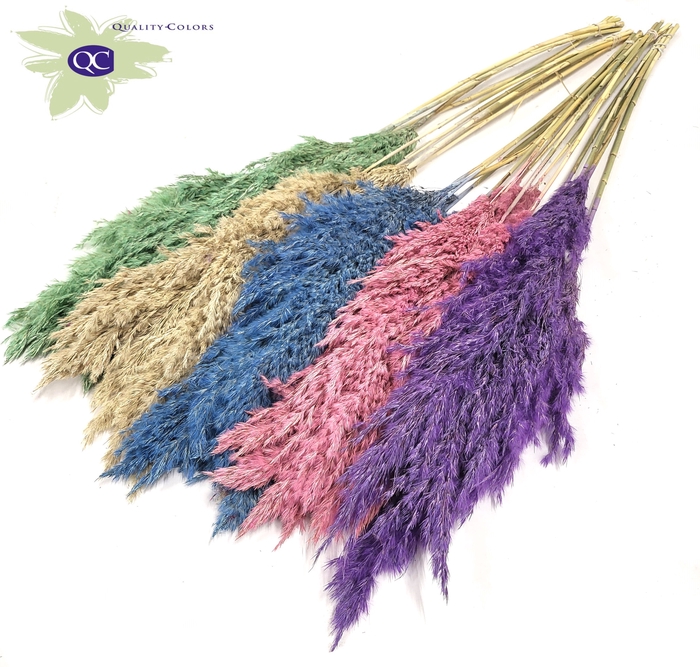 Pampas Grass 100cm 5st/bunch Mixed Colours Frosted