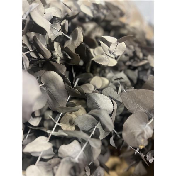 <h4>GESTABILISEERD EUC STUARTIANA GRIJS</h4>