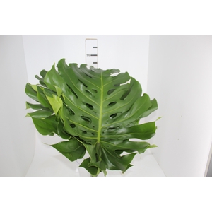 FOLHAGEM MONSTERA DELICIOSA 060 CM