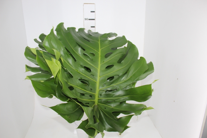 <h4>FOLHAGEM MONSTERA DELICIOSA 060 CM</h4>