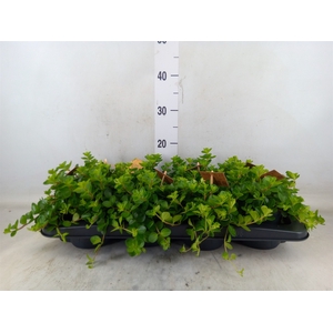Peperomia rotundifolia