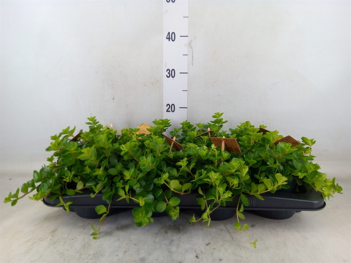 <h4>Peperomia rotundifolia</h4>