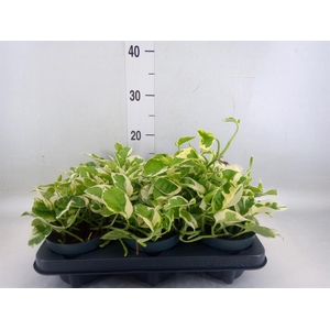 Epipremnum pinn. 'NJoy'