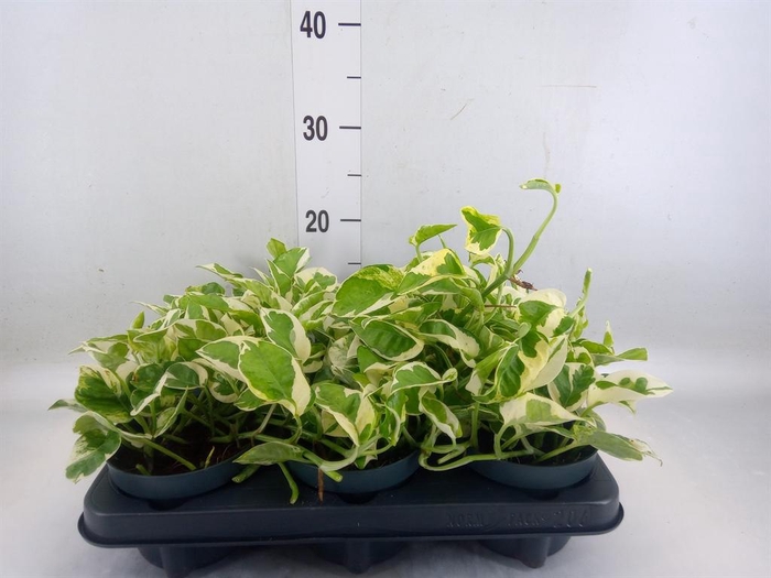 <h4>Epipremnum pinn. 'NJoy'</h4>