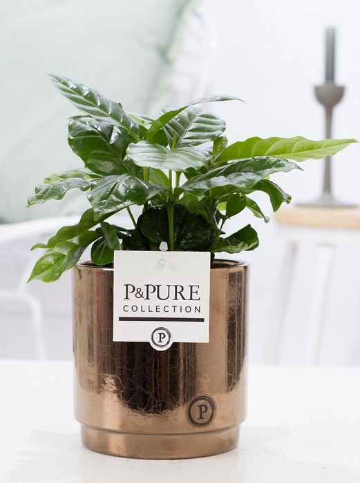 <h4>Coffea Arabica in P&PURE Juliette ceramics goldbronze</h4>