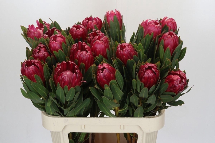 <h4>PROTEA BRENDA</h4>