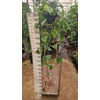Philodendron Scandens