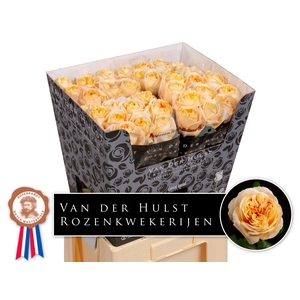 R Gr London Tower Hulst