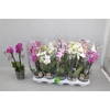 Phal Gem