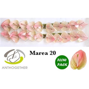 Anthurium Marea