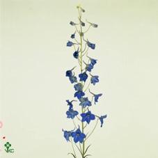 <h4>Delph En Volkerfried</h4>