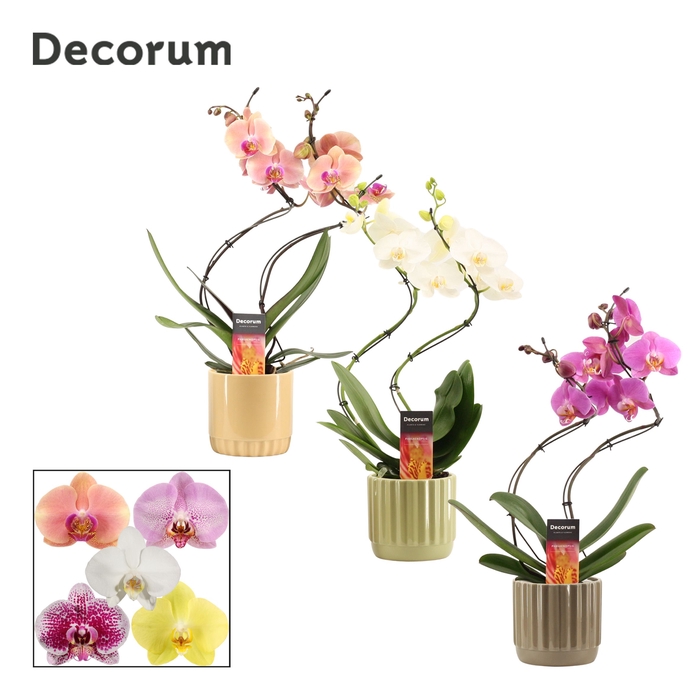 <h4>Phalaenopsis hurricane mix in Liam (Nature world-collection)</h4>